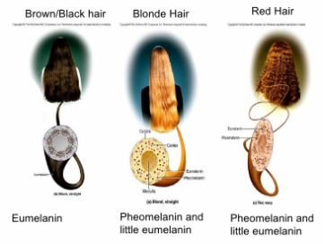 Research - the chemistry behind hair dyes